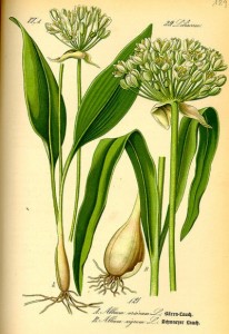 Bärlauch (Allium ursinum) (Tafel aus -Flora von Deutschland, Österreich und der Schweiz- von Otto Wilhelm Thomé von 1885) - Quelle: www.BioLib.de