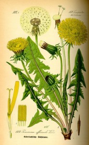 Löwenzahn (Taraxacum officinale) (Tafel aus -Flora von Deutschland, Österreich und der Schweiz- von Otto Wilhelm Thomé von 1885 - Quelle: www.BioLib.de