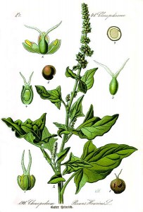 Guter Heinrich (Tafel aus -Flora von Deutschland, Österreich und der Schweiz- von O. W. Thomé; 1885; Quelle: www.biolib.de)