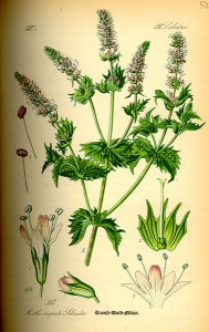 Minze (Mentha spicata) (Tafel aus -Flora von Deutschland, Österreich und der Schweiz- von Otto Wilhelm Thomé von 1885 – Quelle: www.BioLib.de