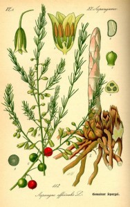 Spargel (Asparagus) (Tafel aus -Flora von Deutschland, Österreich und der Schweiz- von Otto Wilhelm Thomé von 1885 - Quelle: www.BioLib.de