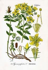 Johanniskraut (Tafel aus -Flora von Deutschland, Österreich und der Schweiz- von O.W.Tomé; 1885; Quelle: www.biolob.de)