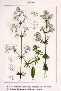 Echtes Labkraut (Galium verum) 
Deutschland Flora in Abbildungen von Jacob Sturm und Johann Georg Sturm - 1796 
Quelle: www.BioLib.de