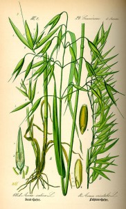 Hafer (aus: 'Flora von Deutschland, Österreich und der Schweiz'; O.W.Thomé; 1885; Quelle: BioLib.de)