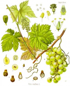 Wein (aus 'Köhlers Medizinal-Pflanzen...'; F.E.Köhler; 1883; Quelle: Wikipedia)