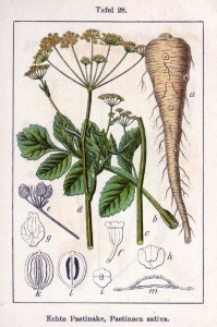 Echte Pastinake (Pastinaca sativa) 
Deutschland Flora in Abbildungen von Jacob Sturm und Johann Georg Sturm - 1796 
(Quelle: www.BioLib.de)