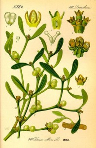 Mistel (Viscum album) 
(Tafel aus -Flora von Deutschland, Österreich und der Schweiz- von Otto Wilhelm Thomé von 1885) - Quelle: www.BioLib.de