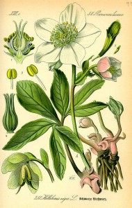 Christrose (Helleborus niger)
(Tafel aus -Flora von Deutschland, Österreich und der Schweiz- von Otto Wilhelm Thomé von 1885) 
Quelle: www.BioLib.de