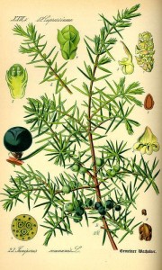 Gemeiner Wacholder (Juniperus communis)
(Tafel aus -Flora von Deutschland, Österreich und der Schweiz- von Otto Wilhelm Thomé von 1885) 
Quelle: www.BioLib.de