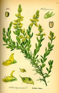 Deutscher Ginster (Genista germanica)
(Tafel aus -Flora von Deutschland, Österreich und der Schweiz- von Otto Wilhelm Thomé von 1885)
Quelle: www.BioLib.de