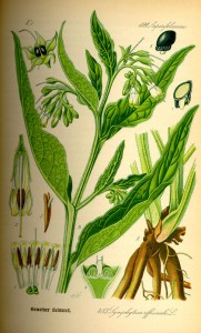 Beinwell (aus 'Flora von Deutschland, Österreich und der Schweiz'; O.W.Thomé; 1885; Quelle: BioLib.de)