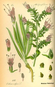 Gemeiner Natternkopf (Echium vulgare)
(Tafel aus -Flora von Deutschland, Österreich und der Schweiz- von Otto Wilhelm Thomé von 1885)
Quelle: www.BioLib.de