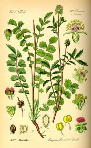 Pimpinelle (Sanguisorba minor)
(Tafel aus -Flora von Deutschland, Österreich und der Schweiz- von Otto Wilhelm Thomé von 1885)
Quelle: www.BioLib.de