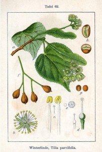 Winterlinde (Tilia parvifolia)
Deutschland Flora in Abbildungen von Jacob Sturm und Johann Georg Sturm - von 1796 
Quelle: www.BioLib.de
