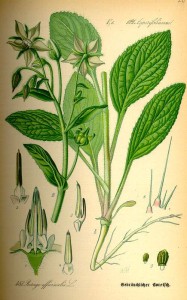 Borretsch (Borago officinalis)
(Tafel aus -Flora von Deutschland, Österreich und der Schweiz- von Otto Wilhelm Thomé von 1885)
Quelle: www.BioLib.de