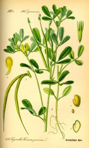 Bockshornklee (Trigonella foenum-graecum)  (Tafel aus -Flora von Deutschland, Österreich und der Schweiz von Otto Wilhelm Thomé von 1885)  Quelle: www.BioLib.de