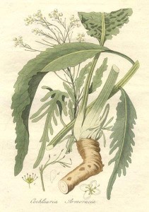 Meerrettich (Armoracia rusticana)
Flora batava by Jan Kops and others. Amsterdam, J.C. Sepp, 1822
Jan Kops (1765-1849)
(Quelle: Wikipedia)