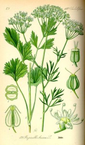 Anis (Pimpinella anisum) (Tafel aus -Flora von Deutschland, Österreich und der Schweiz- von Otto Wilhelm Thomé von 1885) - Quelle: www.BioLib.de