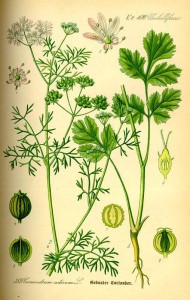 Echter Koriander (Coriandrum sativum) (Tafel aus -Flora von Deutschland, Österreich und der Schweiz- von Otto Wilhelm Thomé von 1885) - Quelle: www.BioLib.de