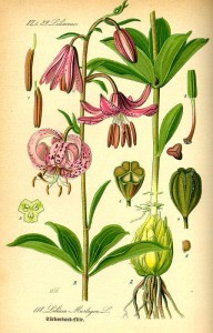Lilie (Lilium) (Tafel aus -Flora von Deutschland, Österreich und der Schweiz- von Otto Wilhelm Thomé von 1885) - Quelle: www.BioLib.de