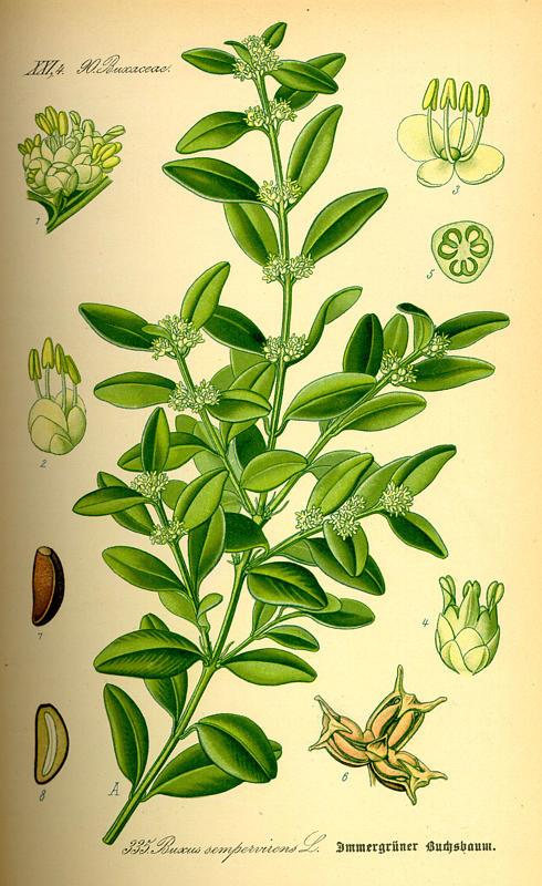 Buxus sempervirens - immergrüner Buchsbaum  Tafel aus "Flora von Deutschland, Österreich und der Schweiz" von Otto Wilhelm Thomé von 1885  Quelle: www.BioLib.de