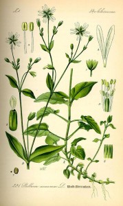Vogelmiere/Stellaria nemorum T(afel aus
"Flora von Deutschland Österreich und der Schweiz" von Otto Wilhelm Thomé von 1885) 
Quelle: www.BioLib.de