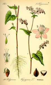 Buchweizen (aus: "Flora von Deutschland, Österreich und der Schweiz"; O.W.Thomé; 1885; Quelle: BioLib.de)