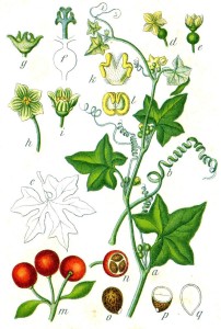 Zaunrübe (Bryonia)
Deutschland Flora in Abbildungen von Jacob Sturm und Johann Georg Sturm - 1796 
Quelle: www.BioLib.de