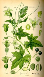 Zaunrübe (Bryonia)
(Tafel aus -Flora von Deutschland, Österreich und der Schweiz- von Otto Wilhelm Thomé von 1885)
Quelle: www.BioLib.de