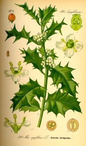 Europäische Stechpalme
Prof. Dr. Otto Wilhelm Thomé - "Flora von Deutschland, Österreich und der Schweiz" 1885, Gera (Quelle: Wikipedia)