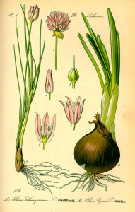 Speisezwiebel (Abb. rechts; aus :Flora von Deutsschland, Österreich und der Schweiz; 1885; O.W.Thomé; Quelle: BioLib.de)