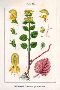 Goldnessel (aus "Deutschlands Flora in Abbildungen"; J. Sturm; 1796; Quelle: BioLib.de)