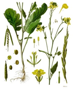Sareptasenf 
Franz Eugen Köhler, Köhler's Medizinal-Pflanzen (1897)
Quelle: Wikimedia
