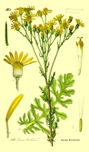 Jakobs-Kreuzkraut - Senecio jacobaea
Prof. Dr. Otto Wilhelm Thomé Flora von Deutschland, Österreich und der Schweiz 1885 (Quelle: Wikipedia)