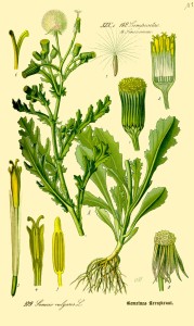 Gemeines Greiskraut - Senecio vulgaris
Prof. Dr. Otto Wilhelm Thomé Flora von Deutschland, Österreich und der Schweiz 1885 (Quelle: Wikipedia)