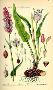 Schlangen-Knöterich (Tafel aus: "Flora von Deutschland, Österreich und der Schweiz"; O.W.Thomé; 1886; Quelle: BioLib.de)