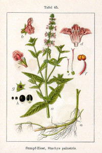 Sumpf-Ziest (Tafel aus "Deutschlands Flora in Abbildungen"; J.G.Sturm; 1796 Quelle: BioLib.de)