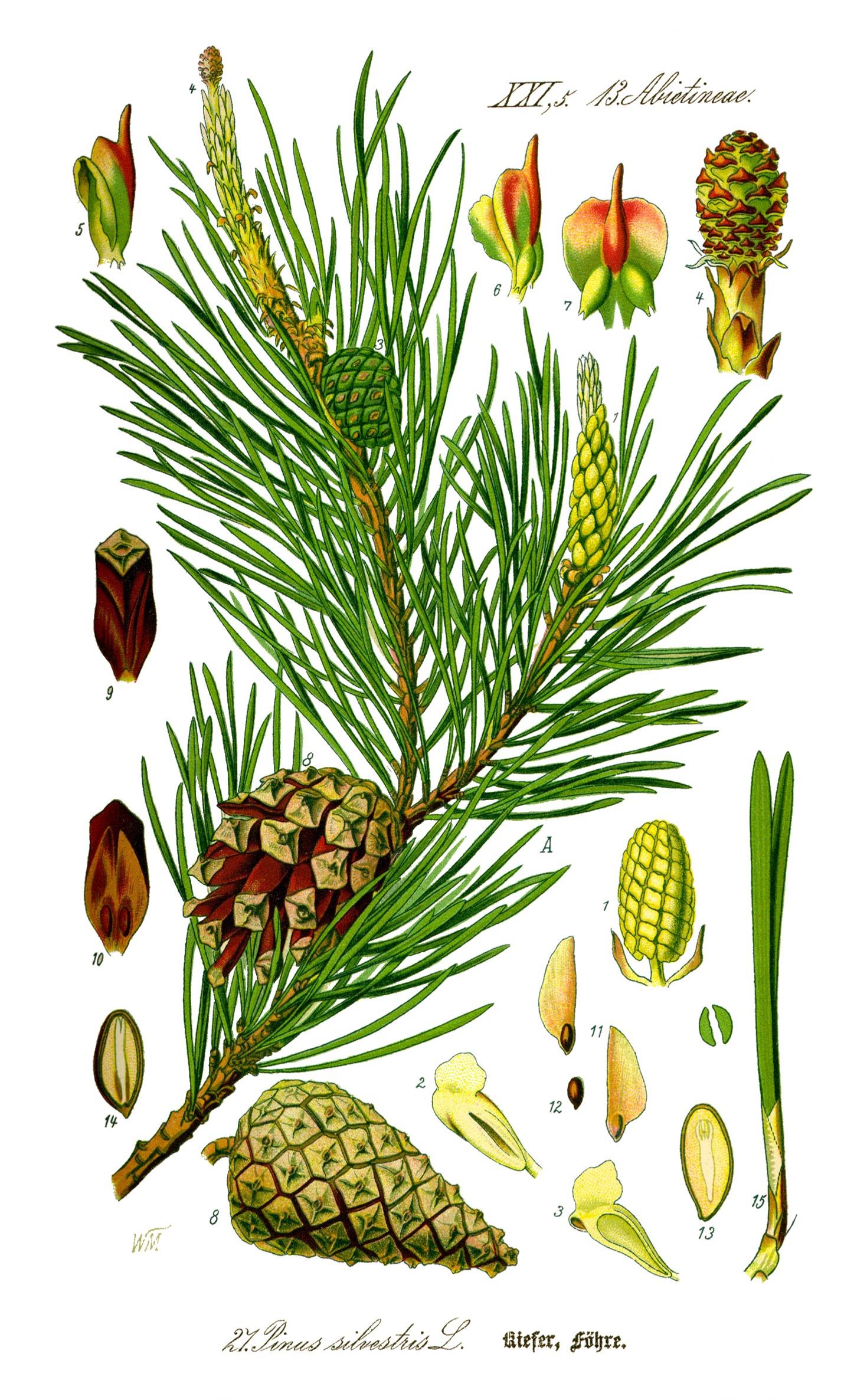 Pinus sylvestris, Prof. Dr. Otto Wilhelm Thomé Flora von Deutschland, Österreich und der Schweiz 1885, Gera (Quelle, Wikipedia)