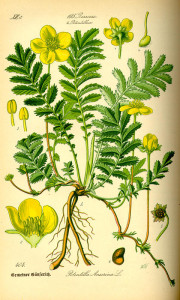 Gänsefingerkraut (Tafel aus: "Flora von Deutschland, Österreich und der Schweiz"; 1885; O.W.Thomé; Quelle: BioLib.de)