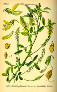 Gelber Steinklee (Tafel aus: "Flora von Deutschland, Österreich und der Schweiz"; 1885: O.W.Thomé; Quelle: BioLib.de)