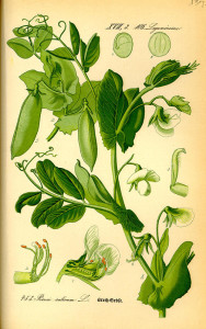 Erbse (Tafel aus "Flora von Deutschland, Österreich und der Schweiz"; 1885; O.W.Thomé; Quelle: BioLib.de)