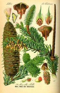 Weiß-Tanne (Tafel aus: "Flora von Deutschland, Österreich und der Schweiz"; 1885; O.W.Thomé; Quelle: BioLib.de)
