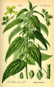 Große Brennessel (Tafel aus "Flora von Deutschland, Österreich und der Schweiz"; 1885; O.W.Thomé; Quelle: BioLib.de